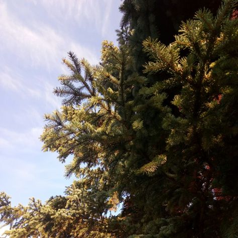 #tree #spruce #sky #green #blue Spruce Tree Aesthetic, Tree Aesthetic, Sky Green, Spruce Tree, Shed, Plants, Green, Animals, Blue