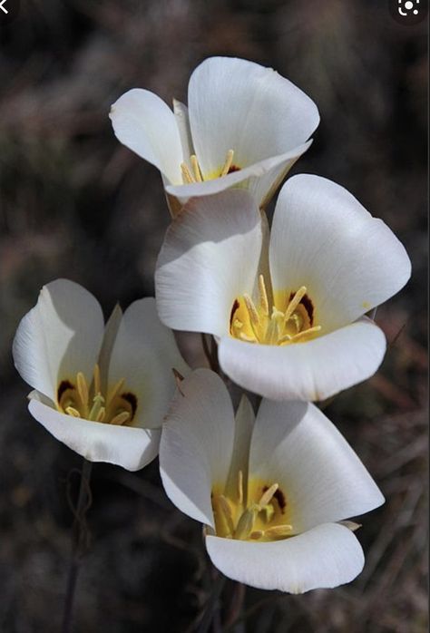 Sego Lily, Positive Symbols, Lily Pictures, Lily Bouquet, Lily Bloom, Attracting Bees, Latest Images, Lily Flower, Wildlife Art