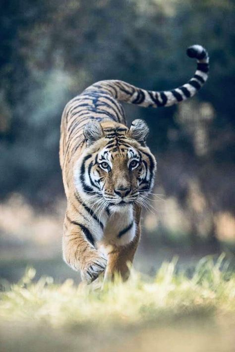 Tiger Running, Tiger Walking, Panthera Tigris, Cat Whisperer, Tiger Pictures, Cat Spray, Tiger Tiger, Animal Reference, Airbrush Art