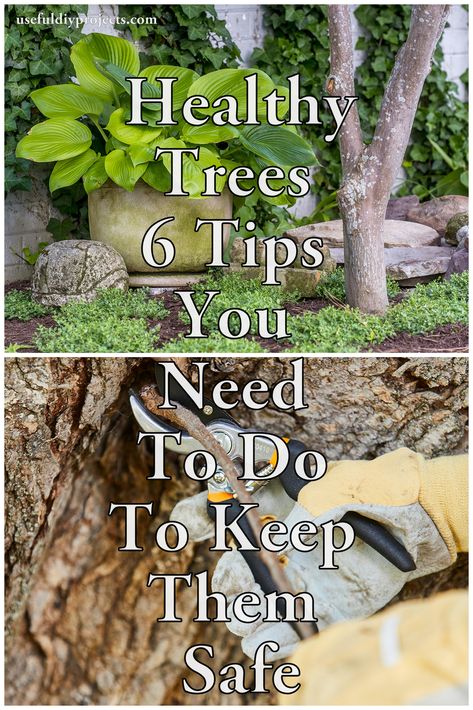 Taking care of your trees is crucial to their growth and health. There are many ways to keep your trees healthy and thriving. To maintain a tree’s health, you have to care for and pay attention to it. The worst thing you can do is forget about the tree. Keep reading How To Make Trees, Summer Trees, Outdoor Trees, Diy Tree, Tree Trimming, Tree Care, Soil Health, Disease Prevention, Growing Tree