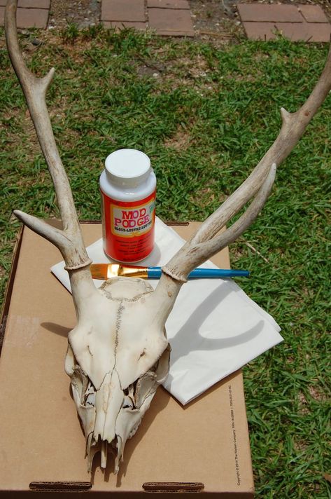 Thrifty Farmer's Wife: How I transformed a deer skull (head) into something artsy Skull Decor Diy, Skull Mount Ideas, Cow Head Decor, Deer Antler Ideas, Deer Skull Decor, Painted Deer Skulls, Animal Head Decor, Deer Skull Mount, Painted Animal Skulls