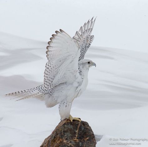 Gyrfalcon  (Falco rusticolus) - The largest falcon in the world, Heavenly Creatures, Raptors Bird, Albino Animals, Animal References, Nature Pics, Indian Heritage, All Birds, Pretty Birds, Bird Photo