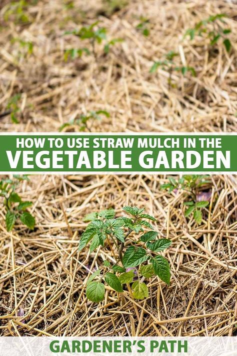 Using Straw In The Garden, Vegetable Garden Path Ideas, Straw Mulch Vegetable Garden, Mulching Vegetable Garden, Best Mulch For Vegetable Garden, Garden Mulch Ideas, Straw Gardening, Bed Types, Growing Tomato