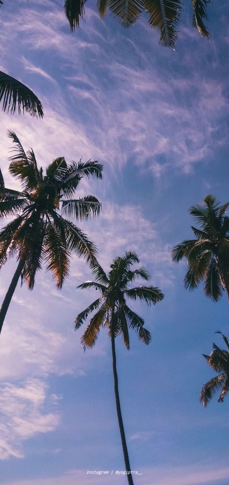 Iphone Background Tropical, Summer Wallpaper Palm Trees, Plam Tree Wallpaper Iphone, Florida Iphone Wallpaper, Palm Tree Phone Wallpaper, Summer Wallpaper Iphone Hd, Beach Lockscreen Aesthetic, Aesthetic Palm Trees Background, Palm Tree Background Wallpapers