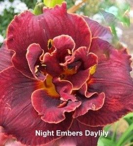 Night Embers Daylily Reblooming Daylilies, Cranesbill Geranium, Color Of Night, Hosta Plants, Perennial Border, Hummingbird Garden, Border Plants, Traditional Garden, Plant Combinations