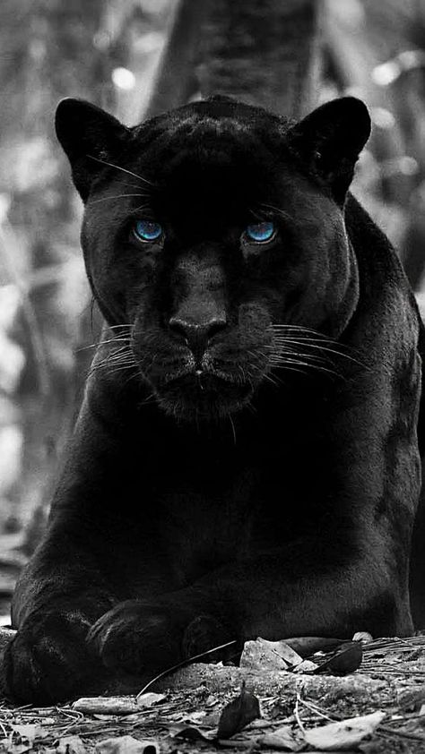 HD-wallpaper-black-panther-animal-big-blue-cat-eyes-face-wild Panther With Blue Eyes, Animal Phone Wallpaper, Black Panther Wallpaper, Black Panther Animal, Panther Wallpaper, Panther Animal, Mobile Wallpaper Android, Drip Art, Hd Phone Wallpapers