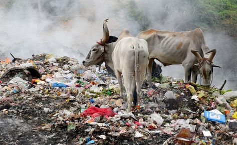 LAND POLLUTION. Pollution from wasteage plastic covers. people throw waste outsi #Sponsored , #ad, #AD, #Pollution, #LAND, #plastic, #wasteage Land Pollution, Jungle Pictures, Alien Photos, Outside Lands, Save Our Earth, Water Pollution, Plastic Pollution, Tamil Nadu, Plastic Waste