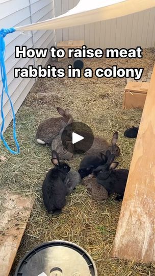 Rabbit Colony, Meat Rabbits, Best Meat, January 10, Baby Bunnies, The Hobbit, Rabbits, Twitter Card, Meat