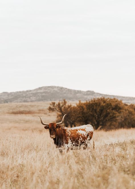 Texas Longhorn Cattle High Resolution Digital Prints, downloads include the color print and a black & white print. Texas Fall Aesthetic, Western Brown Aesthetic, Western Green Aesthetic, Texas Longhorn Aesthetic, Blackland Prairie Texas, Brown Cowboy Aesthetic, Horses Western Aesthetic, City Cowboy Aesthetic, Southern Fall Aesthetic