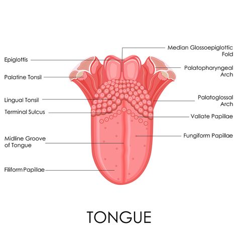 The Fake Tongue Illusion and Wine Tasting #wine #winetasting #wineeducation Tongue Anatomy, Human Tongue, Studera Motivation, Dental Anatomy, Nurse Study Notes, Basic Anatomy And Physiology, Tongue Health, Nursing School Studying, Nursing School Tips