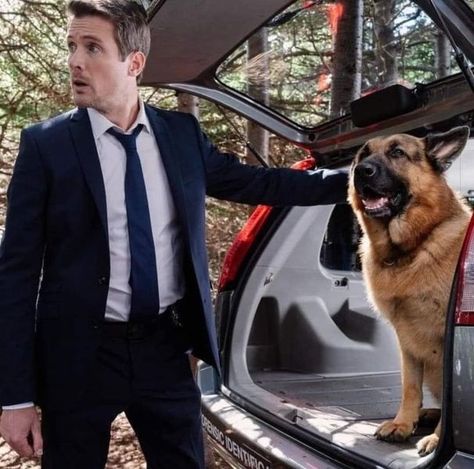 John Reardon, Ian Falconer, Cute German Shepherd Puppies, Steve Burton, Major Crimes, Police Detective, My Career, Shepherd Puppies, German Shepherd Puppies