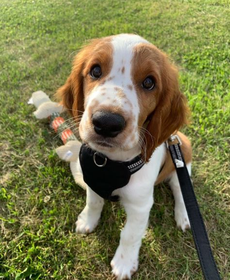 Welsh Springer Spaniel Puppies, German Spaniel, Springer Spaniel Puppies, Welsh Springer Spaniel, Spaniel Puppies, Dog Projects, Horses And Dogs, Super Cute Animals, Springer Spaniel