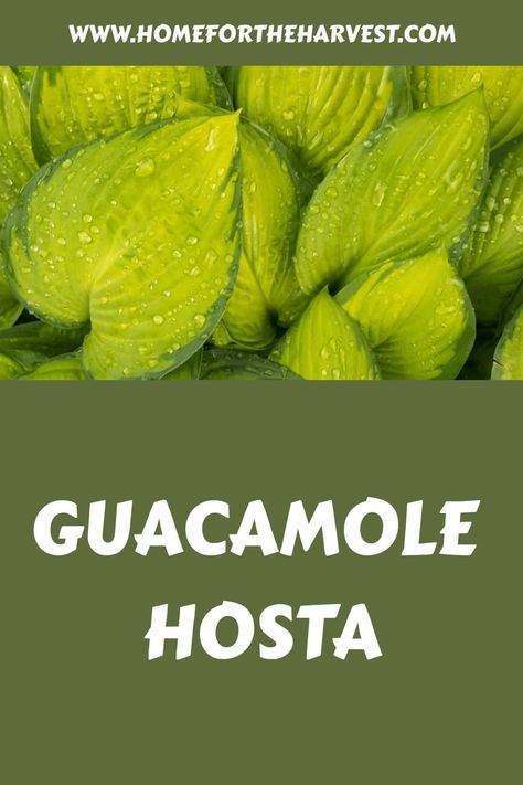 Guacamole hosta Guacamole Hosta, Hosta Guacamole, Slug Trap, Hosta Care, Hosta Varieties, Garden Therapy, Hosta Plants, Front Landscaping, Outside Living