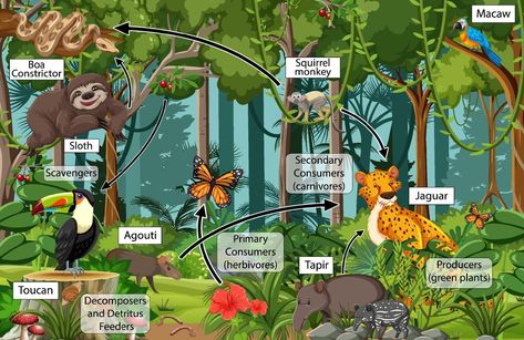 Rainforest Food Web, Rainforest Food Chain, Food Webs Projects, Food Chain Diagram, Art Curriculum Elementary, Jungle Food, Food Web Activities, Rainforest Project, Amazon Animals