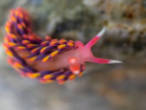 Rare 'Technicolor' Rainbow Sea Slug Found in England | Smart News| Smithsonian Magazine Cool Sea Creatures, Sea Slug, Rocky Shore, Slug, Marine Animals, Weird Animals, A Sign, Sea Creatures, England