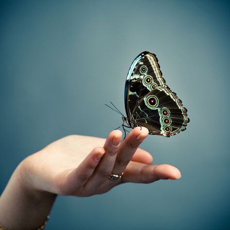 Butterfly lands on- Finger. Gaudy fluttering.- Outside it is cold.- #haiku poem Bloom Book, Free Online Classes, Butterfly Kisses, Free Online Courses, Baby Head, Christian Women, True Beauty, Blue Backgrounds, Buddhism