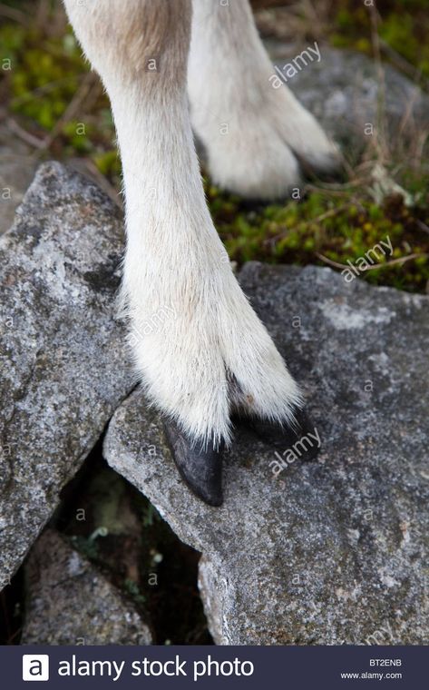 Sheep Hooves, Deer Reference, Roe Deer, Wales Uk, Animal Farm, Farm Animals, Sheep, Deer, Prince