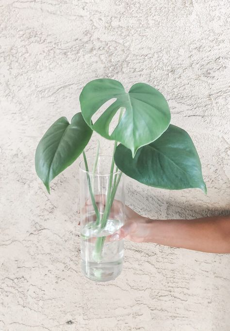 Propagating Monstera In Water, Monstera Propagation, Greenhouse Projects, Propagation Tips, Repotting Plants, Indoor Planting, Plant Tips, Plant Clips, Snake Plants