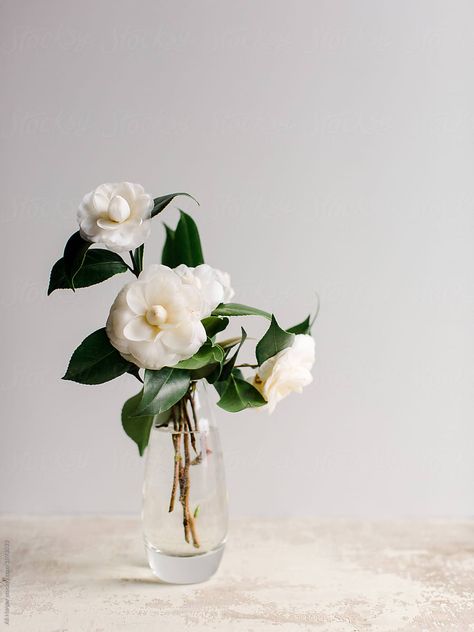 White camellias in glass vase on textured counter Flower Vase Design, White Camellia, White Gardenia, Flower Vase Arrangements, Camellia Flower, Vase Arrangements, 수채화 그림, White Vases, Pretty Flowers