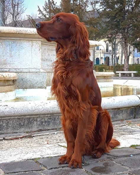 Irish Setter Puppy, Setter Puppies, Irish Red Setter, Irish Setter Dogs, Pet Bunny, Pretty Dogs, Best Dog Breeds, Irish Setter, Horse Life