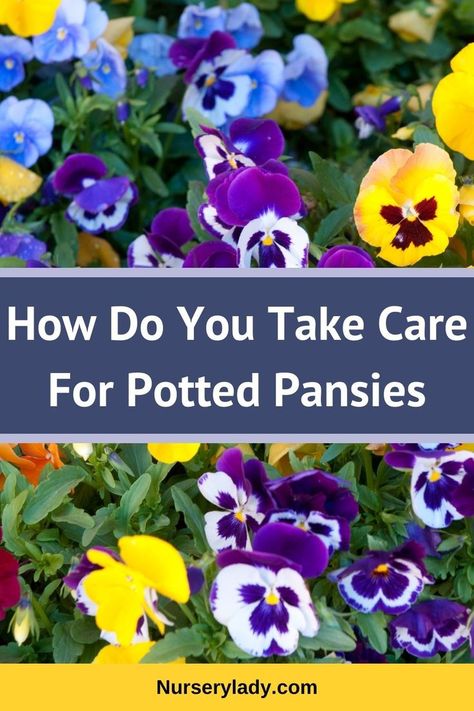 Pansy container gardening -
Pansy plant care tips -
Container flower care -
Potted pansy maintenance -
Pansy potting techniques -
Pansy care instructions -
Container gardening advice -
Pansy plant health -
Gardening tips for pansies -
Pansy bloom care -
Pansy container care  -
Potting pansies guide -
Pansy watering schedule -
Container plant care -
Pansy fertilizing tips -
Potted pansy bloom care -
Gardening tips for containers -
Pansy sunlight requirements -
Potted flower care - Pansies In Containers, Pansies In Pots, Spring Months, Pansies, Colorful Flowers, Garden Plants, Take Care, Plants, Flowers