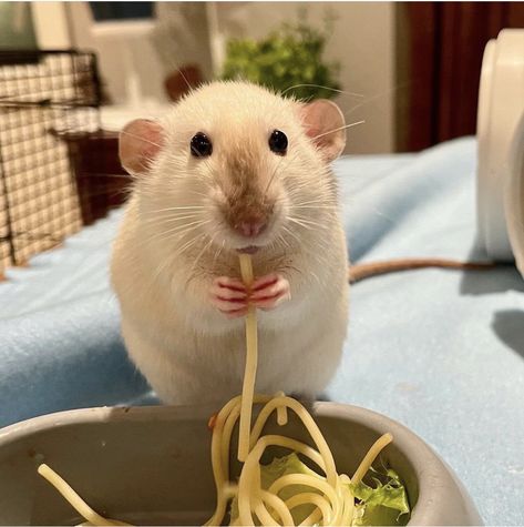 Cute Rat Aesthetic, Baby Rats, Funny Rats, Fancy Rat, Cute Small Animals, Cute Rats, A Rat, Pet Mice, Funny Animal Photos