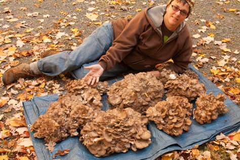 Hen of the Woods: a Great Beginner's Mushroom Hen Of The Woods Recipe, Woods Tattoo, Hen Of The Woods, Foraging Mushrooms, Wild Mushroom Recipes, Mushroom Guide, Edible Wild Mushrooms, Mushroom Foraging, Growing Mushrooms At Home