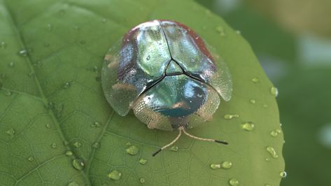 ArtStation - Golden Tortoise Beetle, Alexia Rubod Golden Beetle, Tortoise Beetle, Microscopic Photography, Cool Bugs, Stag Beetle, Beautiful Bugs, Creepy Crawlies, Arthropods, A Bug