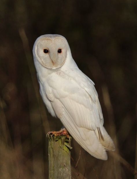 Leucistic Barn Owl Barn Owl Drawing, Barn Owl Tattoo, Baby Barn Owl, Barn Owl Art, Owl Facts, Barn Owls, Owl Photography, Owl Bag, Bird Tattoos