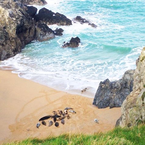 Seals at polly joke beach by Crantock in cornwall Cornwall Beaches, Wildlife Biologist, Cornwall, Seals, Water