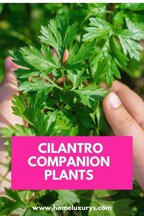 Gardening 2023, Open Patio, Cilantro Plant, Best Herbs To Grow, Old Concrete, Seed Starter Kit, Garden Companion Planting, Seed Starter, Companion Plants