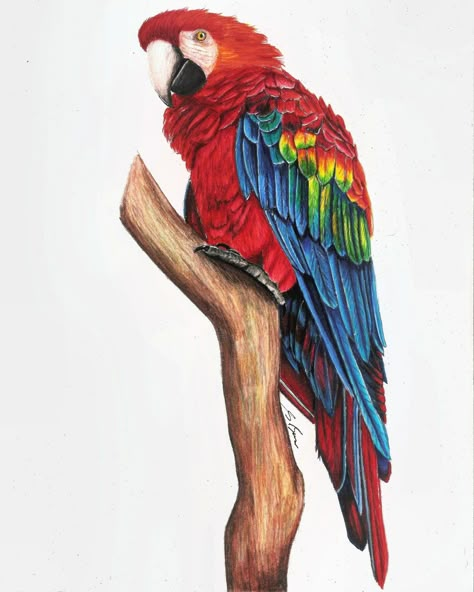 a drawing of a Scarlet Macaw parrot in prismacolor pencils on paper. A Parrot Drawing, Scarlet Macaw Painting, Animal Color Pencil Drawings, Scarlet Macaw Drawing, Realistic Bird Drawings, Macaw Parrot Drawing, Macaw Parrot Painting, Macaw Tattoo, Macaw Drawing