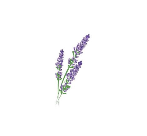 Wildflowers Tattoo, Tattoo Placements, Lavender Tattoo, Tattoo Desings, Diy Tattoo, Stickers Cute, Trendy Flowers, Plant Drawing, Friend Tattoos