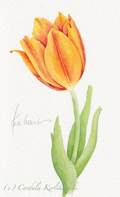 Orange Tulips Drawing, Tulip Drawing Watercolour, Tulip Artwork, Rose Line Art, Tulip Drawing, Easy Flower Drawings, Rose Sketch, Orange Tulips, Tulips Art