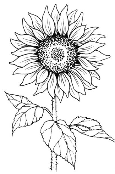 Sunflower Stamp, Sunflower Coloring, Sunflower Coloring Pages, Sunflower Images, Sunflower Drawing, Sunflower Tattoos, Cool Pencil Drawings, White Drawing, Soyut Sanat Tabloları