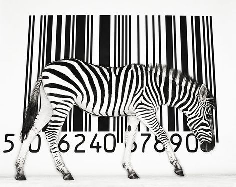 Zebra Man Vs Nature, Zebra Art, Art Appliqué, Bar Code, Man Vs, Wow Art, Black And White Stripes, Back To Nature, Op Art