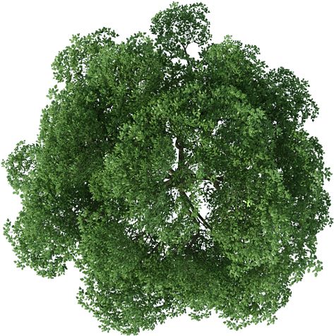 Png Trees Photoshop, Tree Top View Png Photoshop, Tree Top View Architecture, Tree Top View Png, Tree Plan Photoshop, Photoshop Landscape Architecture, Tree Plan Png, Photoshop Tree, Tree Top View