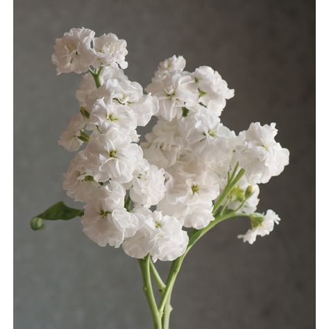 Stock Flower, Flower Stock, Firefly Serenity, Plant Spacing, Fresh Cut Flowers, Flower Display, White Stock, Sweet Fragrances, Single Flower