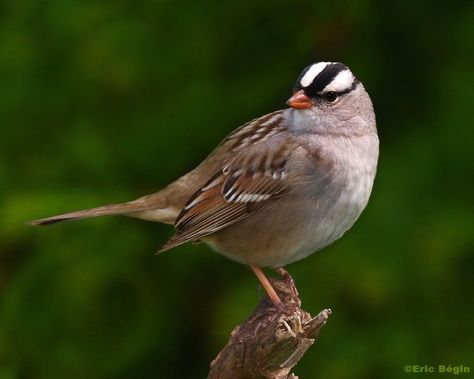 Bird Sparrow, Nature Creatures, White Crown, Sparrow Bird, Dawn And Dusk, Bird Photos, San Diego Zoo, Finches, Sparrows