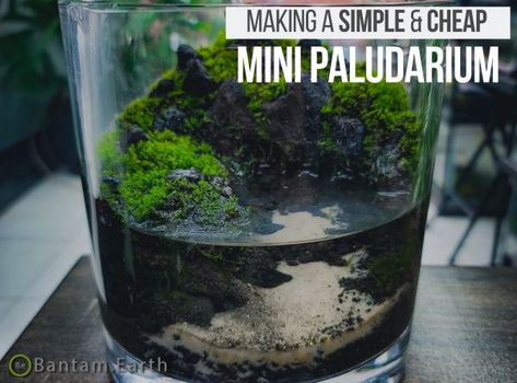 Mossarium: Complete Care Guide & "How To" Build | Moss Terreriums Plants Low Light, Build A Terrarium, Types Of Moss, Indoor Plants Low Light, Terrarium Jar, Diy Succulent Terrarium, Indoor Water Garden, Beautiful Terrariums, Glass Cylinder Vases