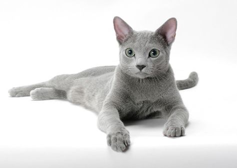 Nebelung Cat, Best Cat Breeds, Nebelung, Ocicat, Pet Sweaters, Cat Anatomy, Cornish Rex, Russian Blue Cat, Cat Reference