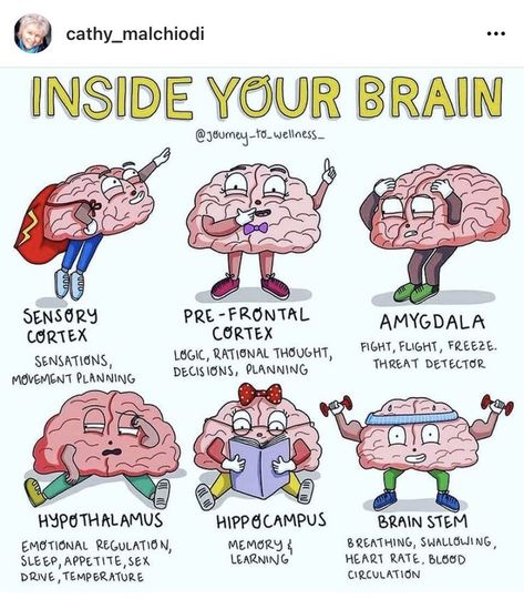 Pin by MKellerCounselor on wellness in 2022 | Medical school essentials, Medical school motivation, Medical school studying Inside Your Brain, Processing Emotions, Punkty Spustowe, Brain Facts, Brain Anatomy, Medical School Studying, Brain Science, Medical Knowledge, Emotional Regulation