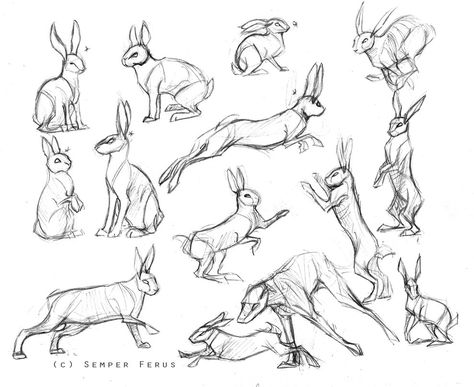 Here we go! Requested by GraypathIcefeather -/-/- If you're looking for tips and general references and not a step-by-step, please see THIS tutorial. -/-/- Notes - this is by no means the defi...                                                                                                                                                                                 More Drawings Of Rabbits, Rabbit Anatomy, Hare Drawing, Rabbit Pose, Some Drawings, Rabbit Drawing, Bunny Drawing, 강아지 그림, Animal Study