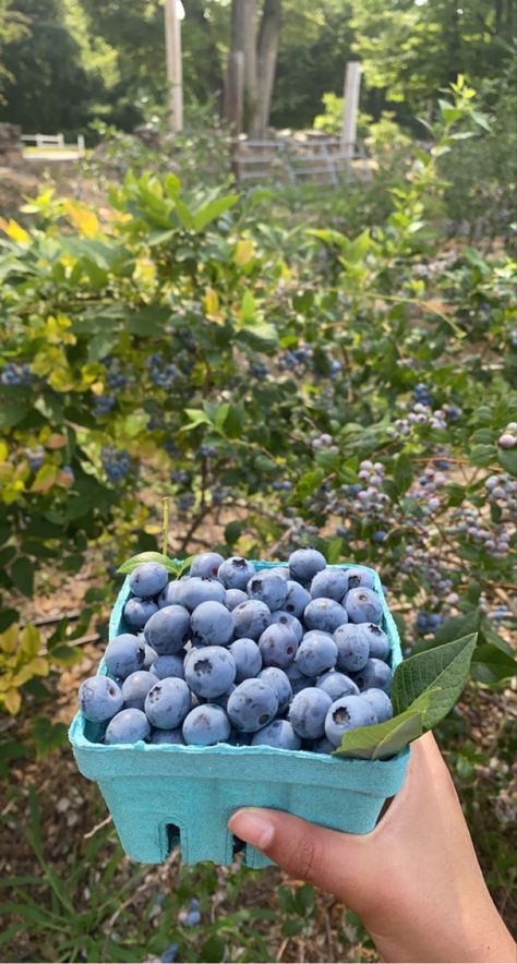 Farmer Photo, Smoothie Menu, Growing Blueberries, Blueberry Picking, Blueberry Farm, Blueberry Plant, Aesthetic Cottage, Herb Garden Design, Fruit Picking