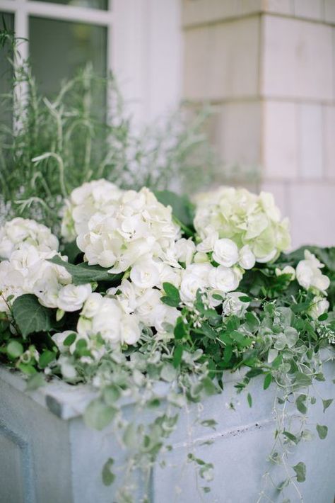 Monika Hibbs, Spring Planter, White Violet, Window Box Flowers, Moon Garden, Pallet Garden, Garden Containers, Indoor Gardening, White Gardens