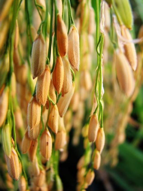 HBW (Rice 稻) | Greetings from grandmom's village ^_^ -- i m … | Flickr Fall Season Pictures, Growing Rice, Agriculture Photography, Rice Plant, Grass Weeds, Tattoo Plant, Food Art Photography, Village Photography, Wheat Fields