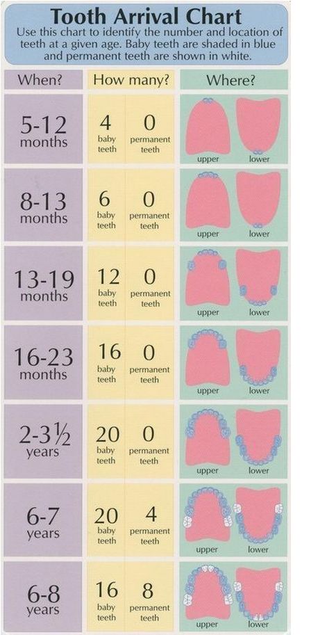 Baby Information, Baby Massage, Baby Tips, Baby Development, Baby Time, Everything Baby, Baby Teeth, Baby Health, Shark Teeth