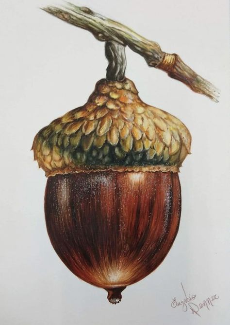 Acorn Drawing, Acorn Painting, Colored Pencil Art Projects, Fall Drawings, Learn Watercolor Painting, Acrylic Art Projects, Paint Brush Art, Learn Watercolor, Watercolor Fruit