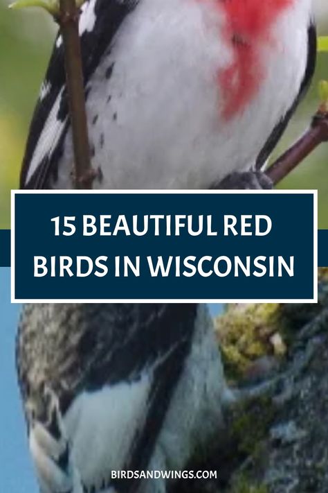 Vibrant red and white bird perched on a branch with text overlay "15 BEAUTIFUL RED BIRDS IN WISCONSIN". Bird Guide, Scarlet Tanager, American Robin, Northern Cardinal, Wisconsin State, Yellow Bird, Backyard Birds, Red Birds, Backyards