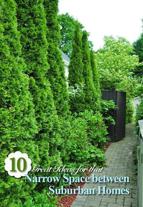 Side Yards Ideas Narrow, Privacy Landscaping Between Houses, Northern Garden, Beauty Bush, Evergreen Bush, Small City Garden, Happy First Day Of Spring, Narrow Garden, Privacy Landscaping